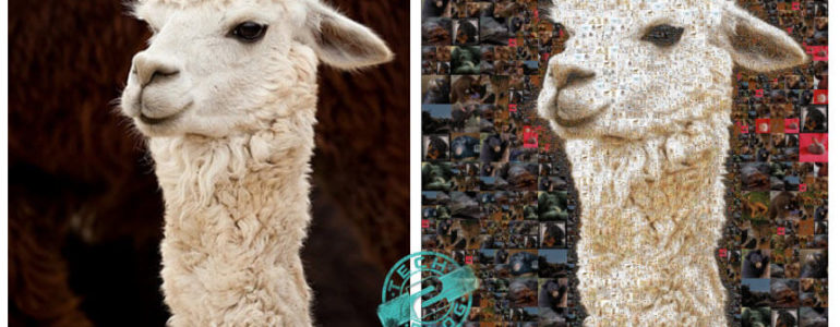 Camel Mosaic Photo collage